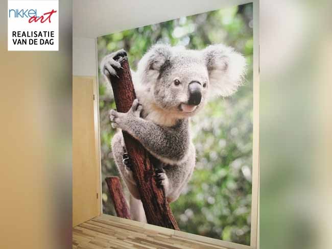 Fotobehang koala